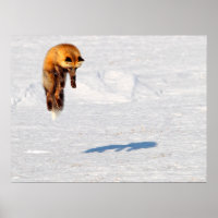 Fuchs Sprung | Yukon, Kanada