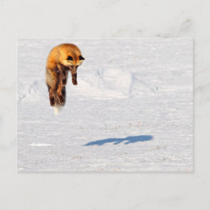 Fuchs Sprung   Yukon, Kanada Postkarte