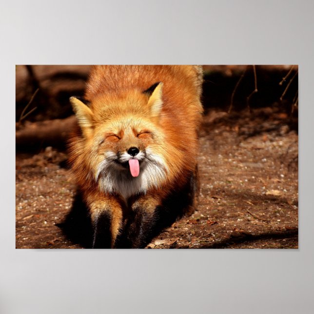 Fuchs streckt die Zunge heraus Poster (Vorne)