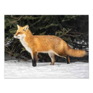 Fuchs und Schnee Fotodruck