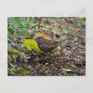 Fuchsammer Postkarte
