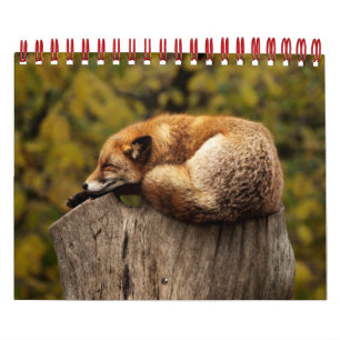 Füchse in Naturfotografie Kalender