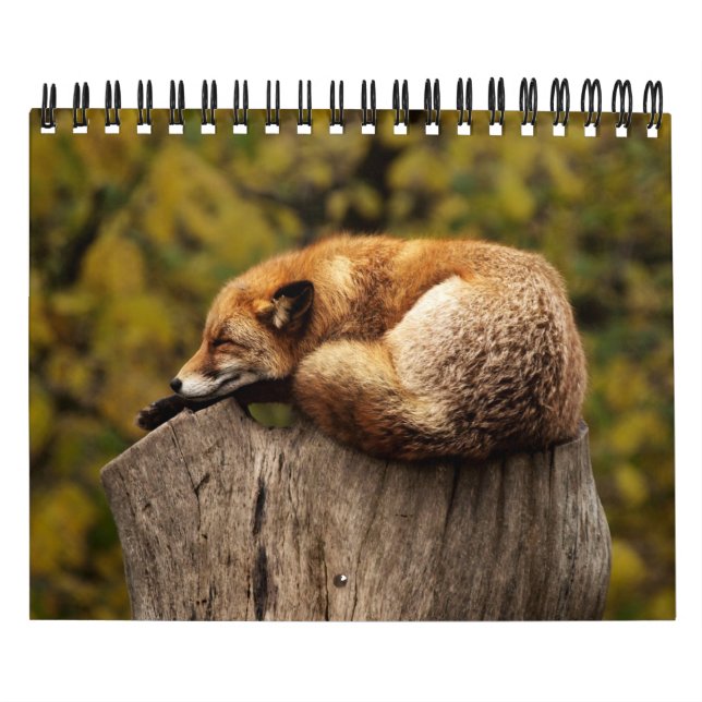 Füchse in Naturfotografie Kalender (Titelbild)