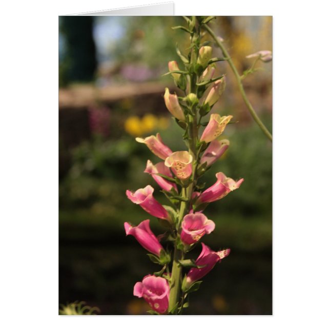 Fuchshandschuhe (Vorne)