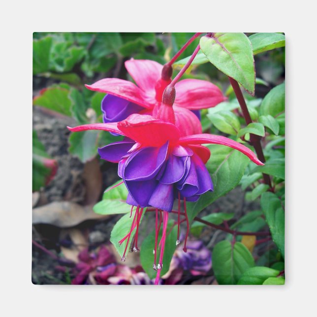 Fuchsia 'Blue Eyes' Magnet (Vorne)