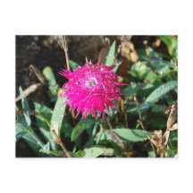 Fuchsia Blume Foto Postkarte