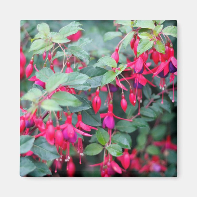 Fuchsia-Blume in Lila Rot Magnet (Vorne)