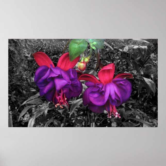 Fuchsia-Blume Poster (Vorne)