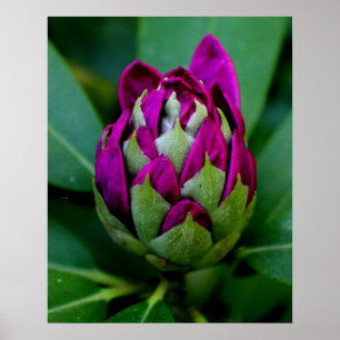Fuchsia-Blume Poster
