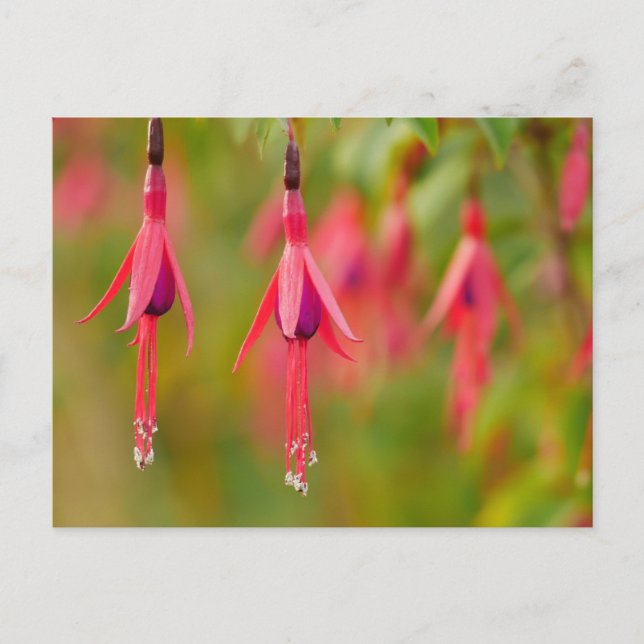 Fuchsia Blume Postkarte (Vorderseite)