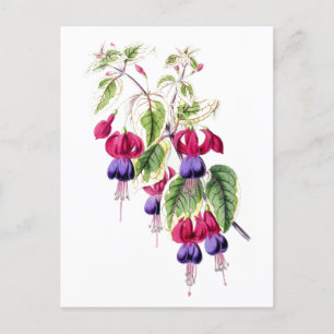 Fuchsia Blume Vintag Botanische Postkarte