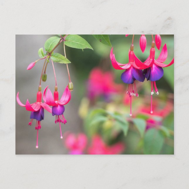 Fuchsia-Blüten Postkarte (Vorderseite)