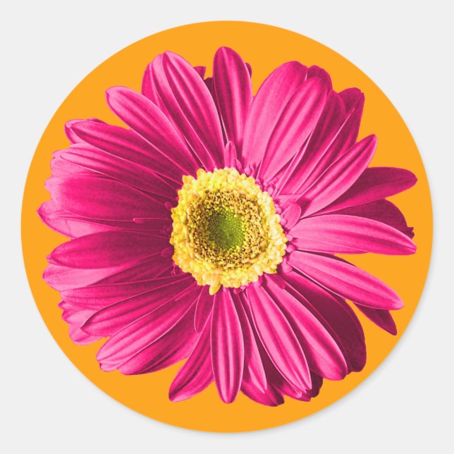 Fuchsia Daisy Blume Runder Aufkleber (Vorderseite)