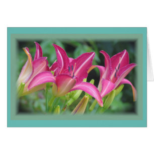 Fuchsia Dreams - Taglilien