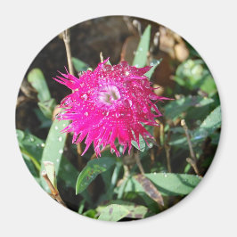Fuchsia-Foto-Magnet Magnet