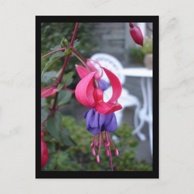 Fuchsia in Ambleside [Postkarte] Postkarte (Vorderseite)