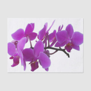 Fuchsia Orchideen auf Papiertaschentuch Seidenpapier