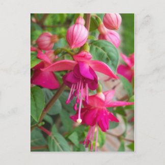 Fuchsia Paula Jane Postkarte