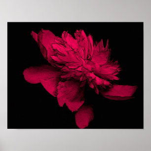 Fuchsia Peony Blume Abstrakt Poster