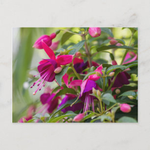 Fuchsia-Pflanze Postkarte