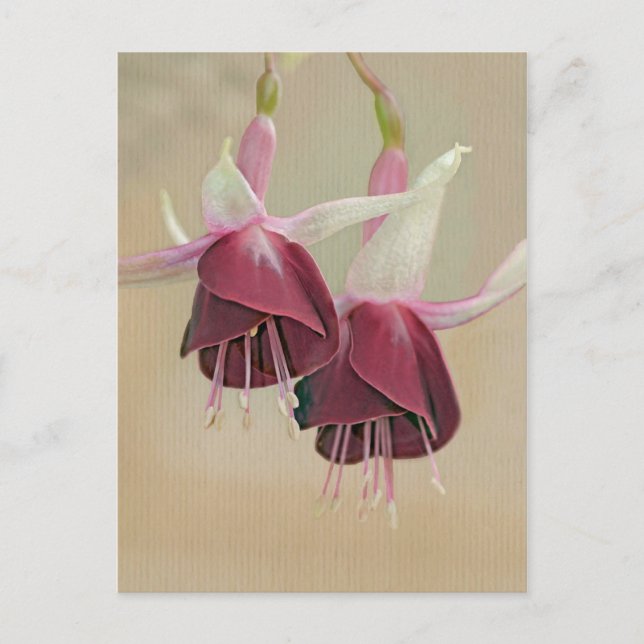 Fuchsia Postcard Postkarte (Vorderseite)