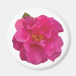 Fuchsia Rosa Kamelie Realistische Blüten Magnet