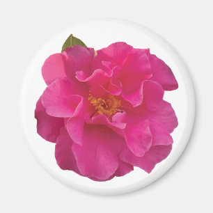 Fuchsia Rosa Kamelie Realistische Blüten Magnet