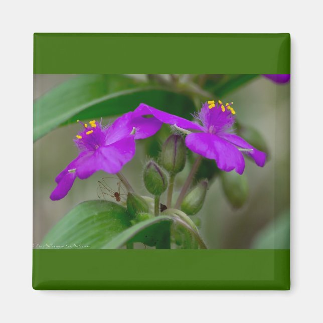 Fuchsia Spiderwort Twins Wildblume Geschenke Appar Magnet (Vorne)