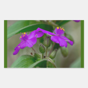 Fuchsia Spiderwort Twins Wildblume Geschenke Appar Rechteckiger Aufkleber