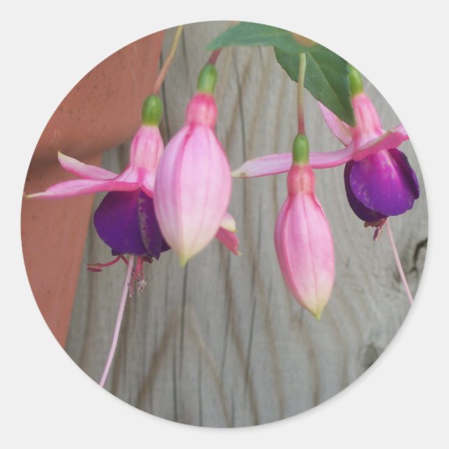 Fuchsia Stickers (Vorderseite)