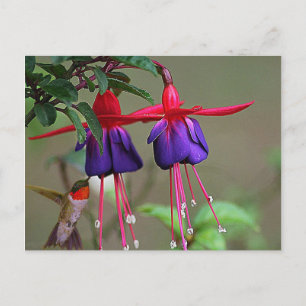 Fuchsia und Hummingbird Postkarte