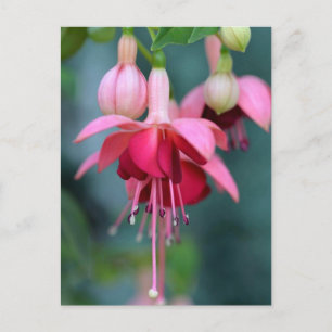 Fuchsias Postkarte
