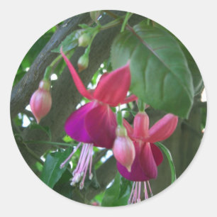 Fuchsie 2 runder aufkleber