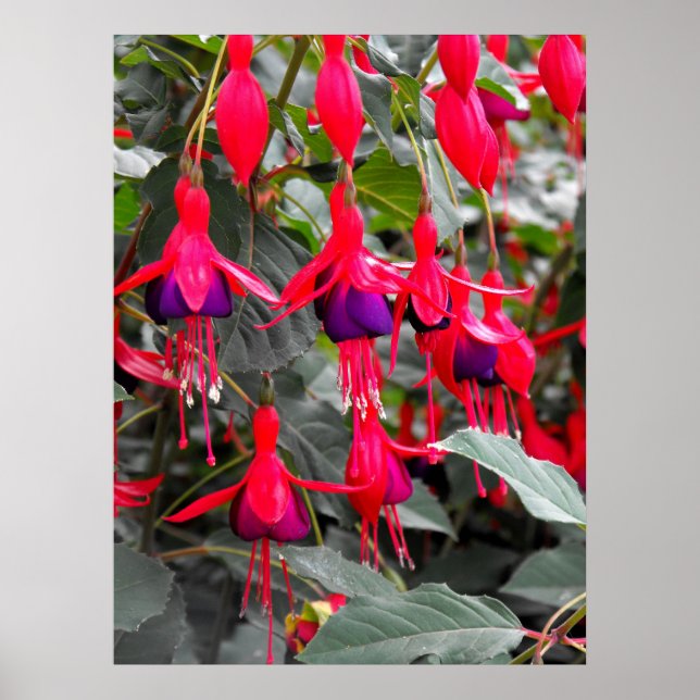Fuchsie Poster (Vorne)