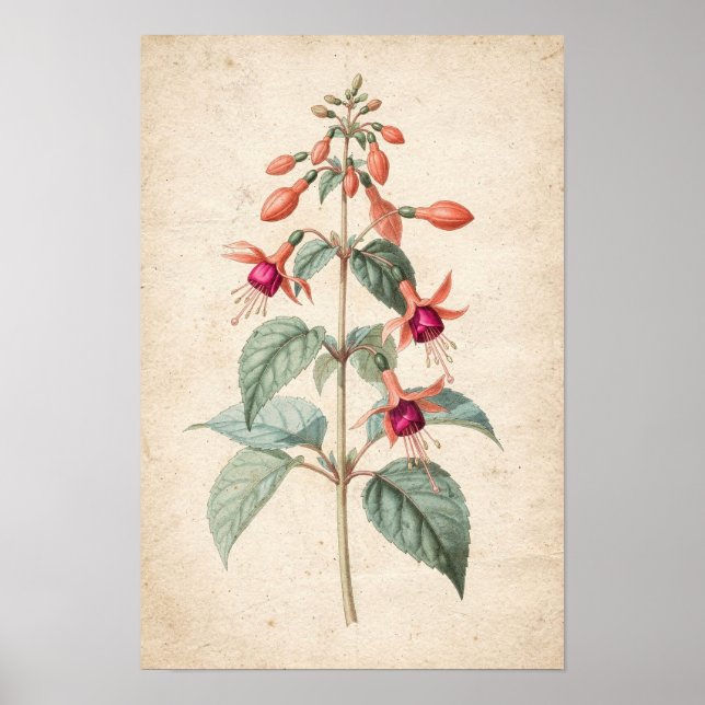 Fuchsien-Botanikdruck Poster (Vorne)