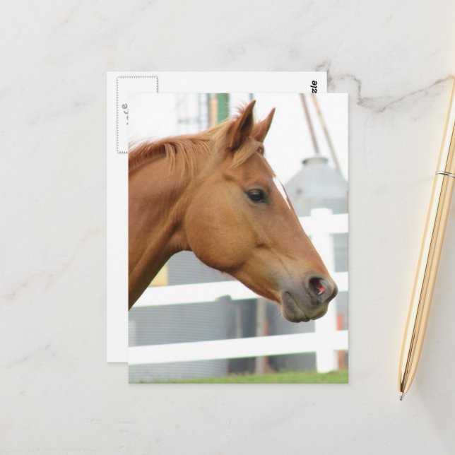 Fuchsjunghengst Postkarte (Vorderseite/Rückseite Beispiel)