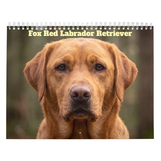 Fuchsroter Labrador Retriever 2027 Kalender (Titelbild)