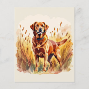 Fuchsroter Labrador Retriever Hund