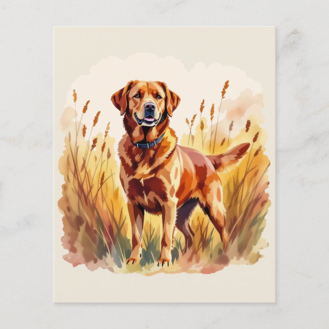 Fuchsroter Labrador Retriever Hund (Vorderseite)