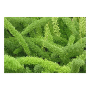 Fuchsschwanzfarn, Asparagus densiflorus myers Fotodruck