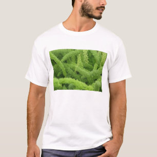 Fuchsschwanzfarn, Asparagus densiflorus myers T-Shirt