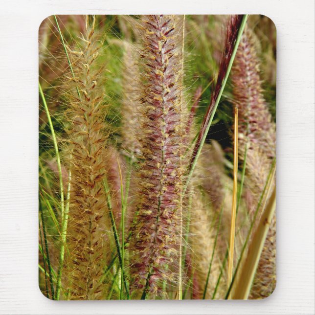 Fuchsschwanzgrasmakrophotographiebild Mousepad (Vorne)