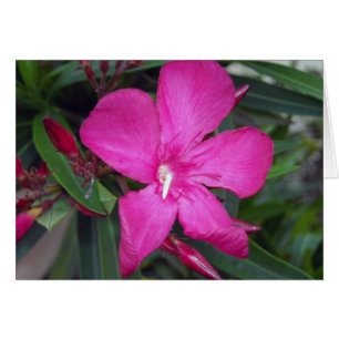 Fucshia Oleander Foto