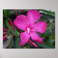 Fucshia Oleander Foto