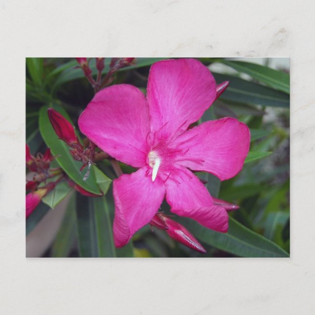 Fucshia Oleander Foto Postkarte (Vorderseite)