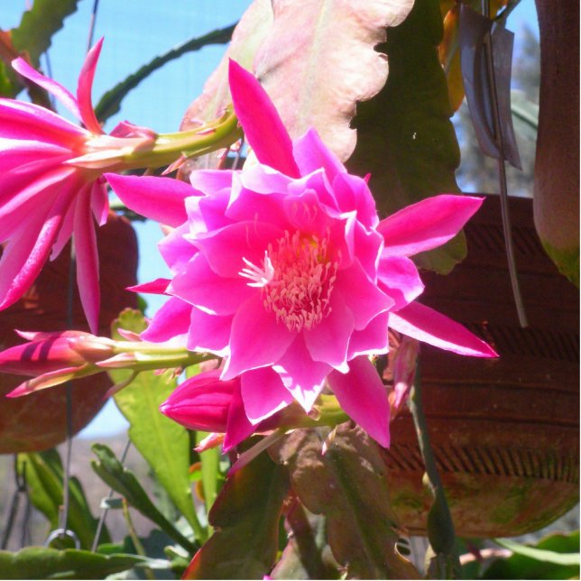Fucsia Epiphyllum Freistehende Fotoskulptur (Vorne)