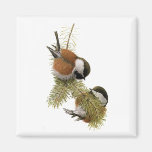 Fuertes Kastanie-unterstützter Chickadee Magnet
