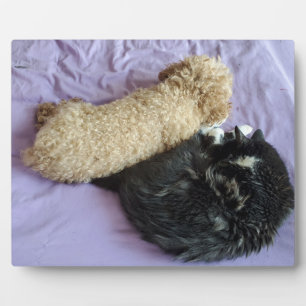 Fügen Sie Ihre niedlichen oder lustigen Begleiter- Fotoplatte