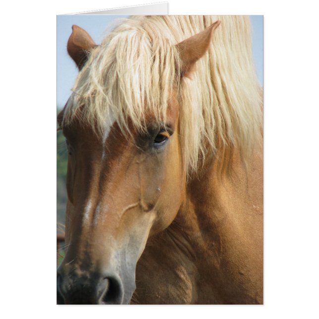 Fügen Sie Ihren eigenen Text hinzu! (Vorne)