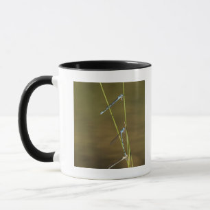Fügende Damselflies Tasse